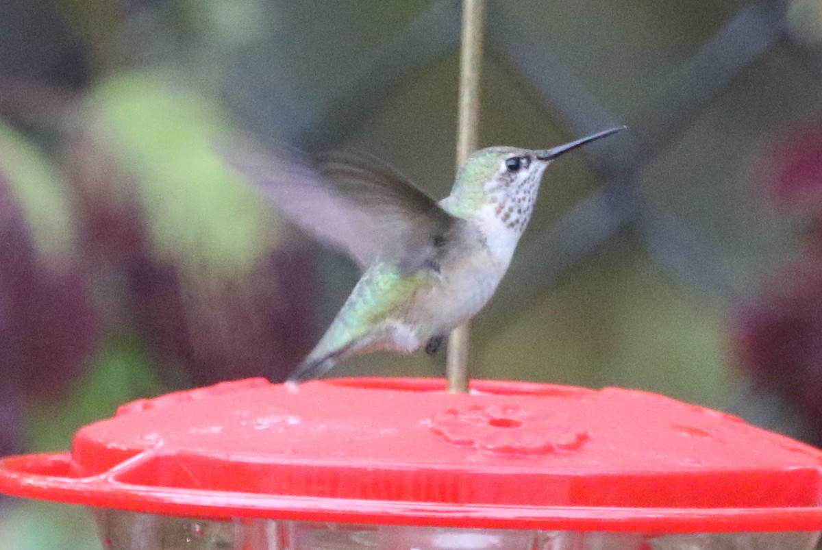 Calliope Hummingbird - ML42968531