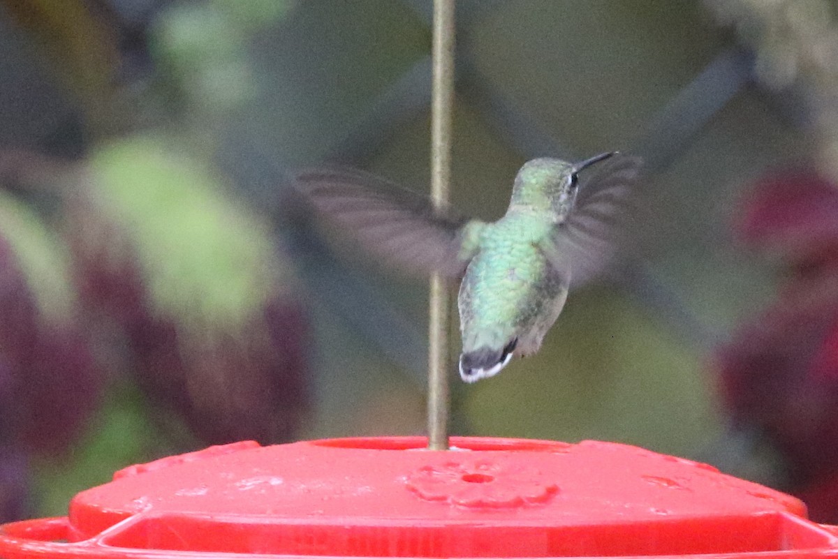 Calliope Hummingbird - ML42968541