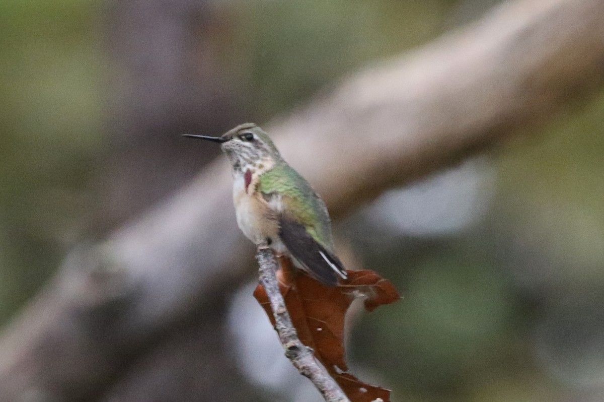 Calliope Hummingbird - Peter Crosson