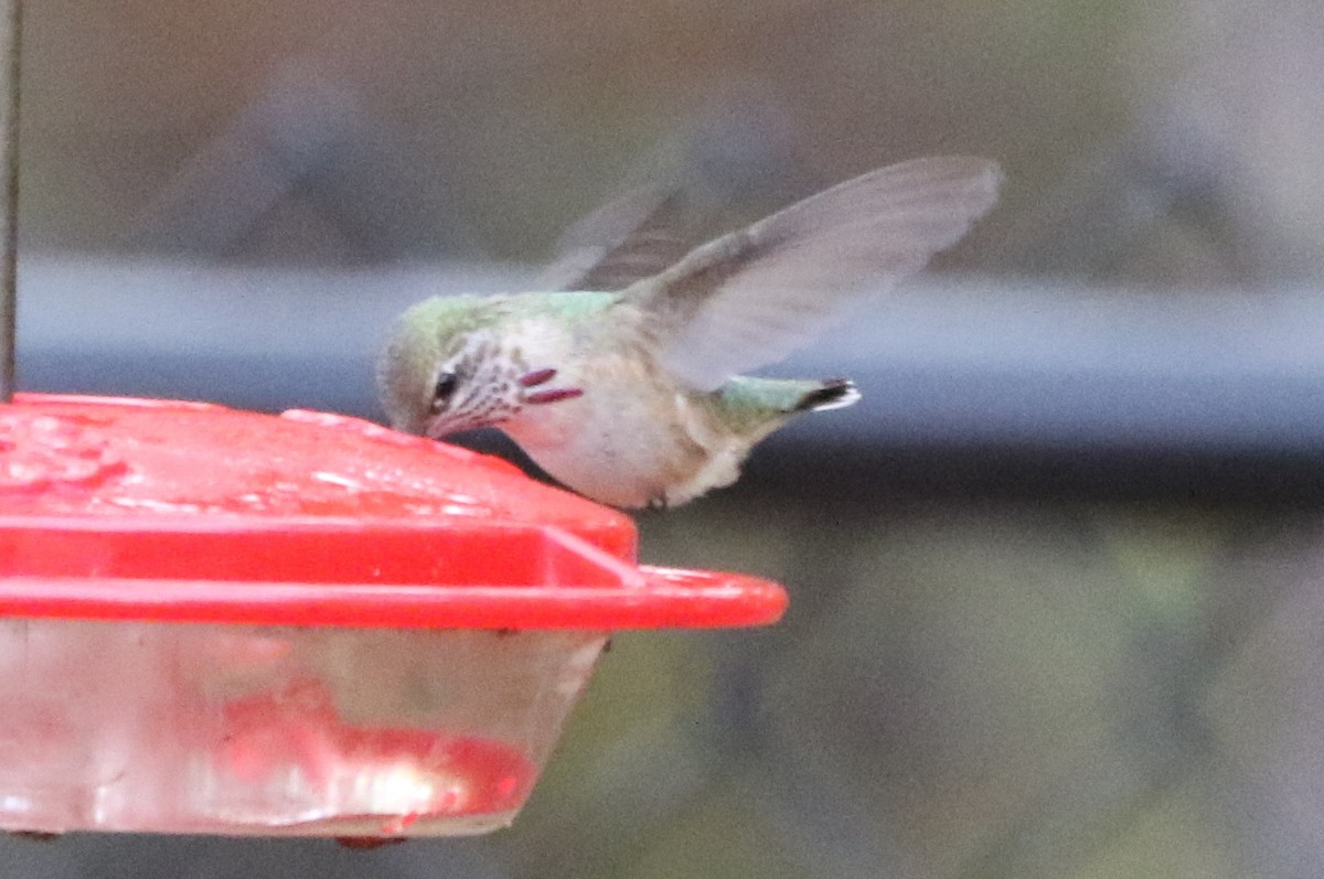 Calliope Hummingbird - ML42968561