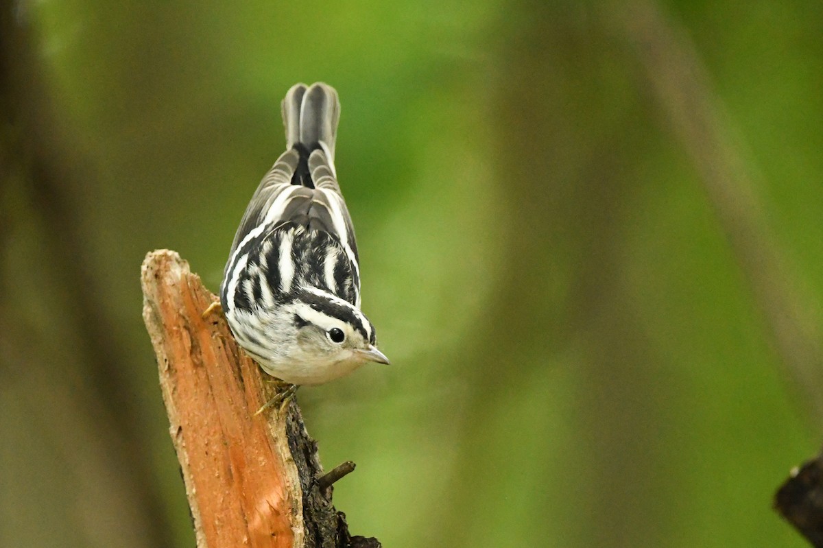 Black-and-white Warbler - ML429685651
