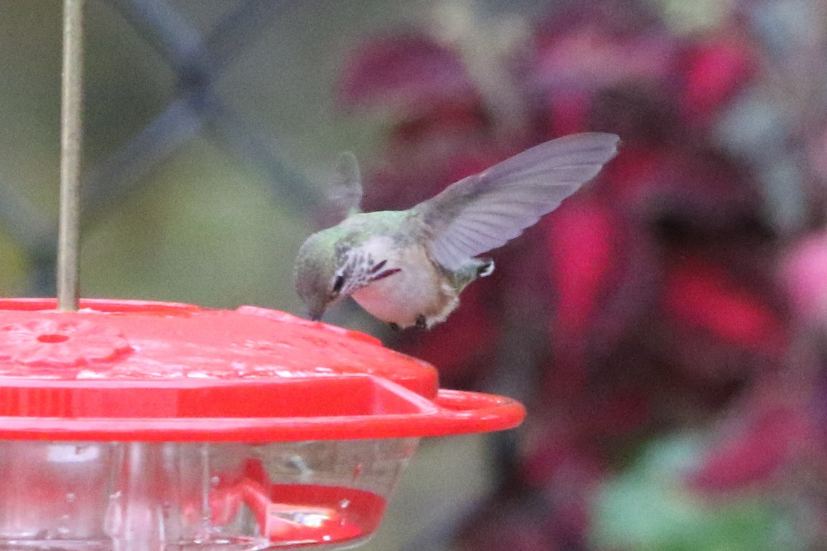 Calliope Hummingbird - ML42968581