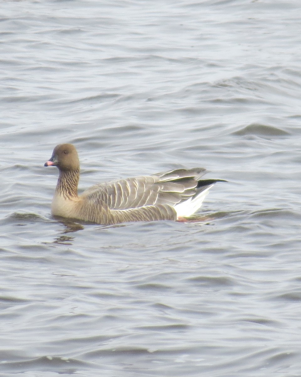 Pink-footed Goose - ML429688641