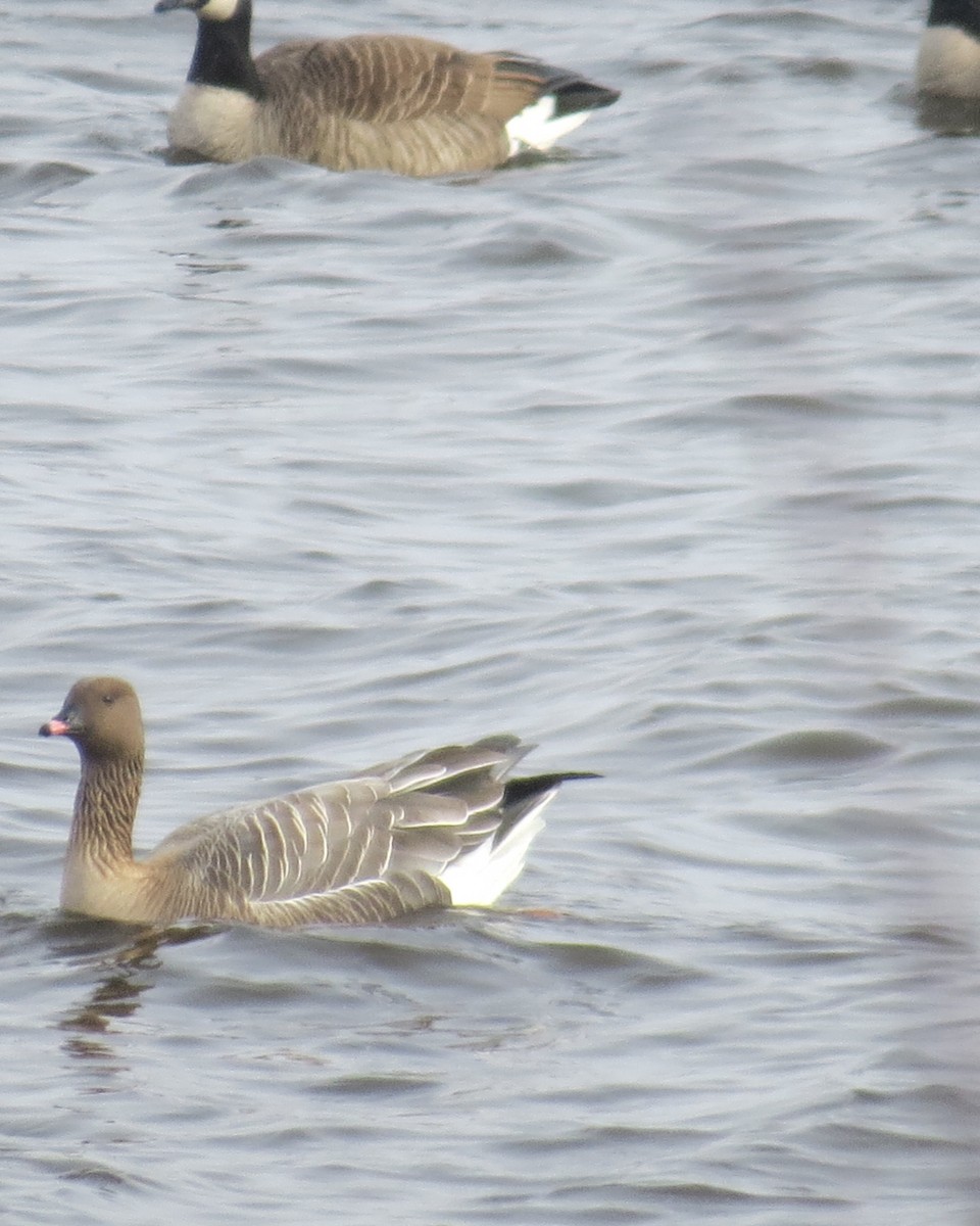 Pink-footed Goose - ML429688731