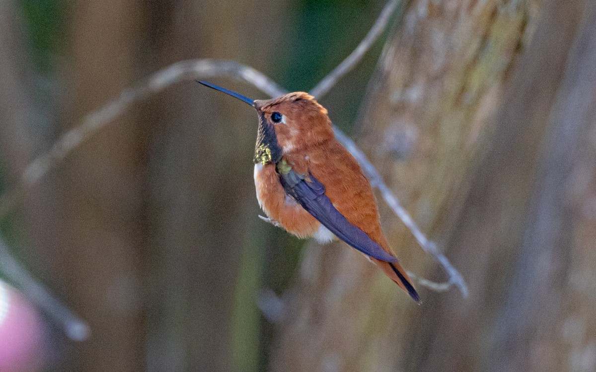 Rufous Hummingbird - ML429693161