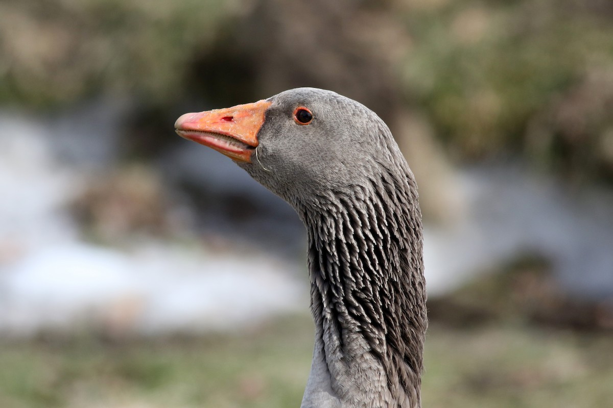 Graylag Goose (Domestic type) - ML42969361