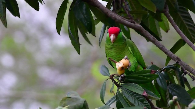 Red-crowned Parrot - ML429699221