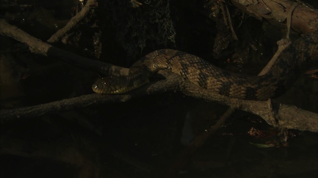 Diamondback Water Snake - ML429712