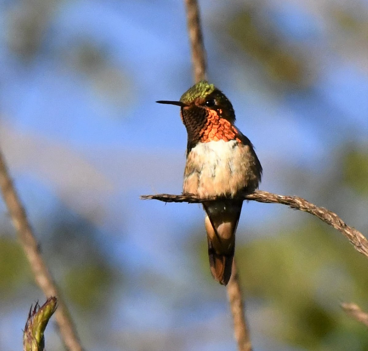 Volcano Hummingbird (Rose-throated) - ML429712281