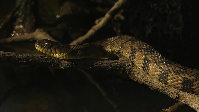 Diamondback Water Snake - ML429714