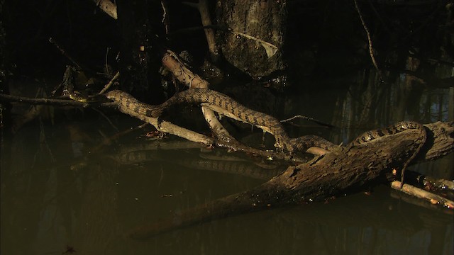 Diamondback Water Snake - ML429715