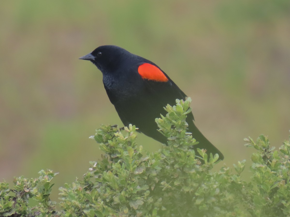 Red-winged Blackbird - ML429715601