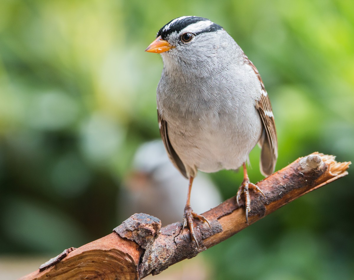 White-crowned Sparrow - ML429718881
