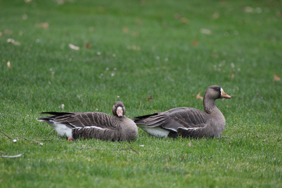 Greater White-fronted Goose - ML429726791