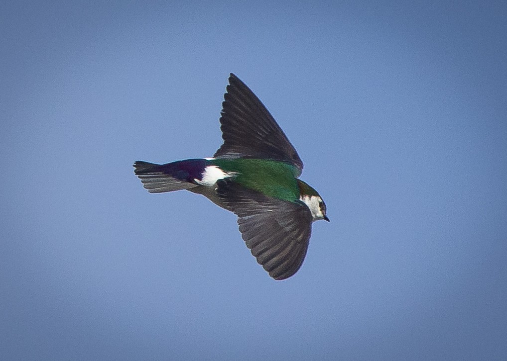 Violet-green Swallow - ML429728161