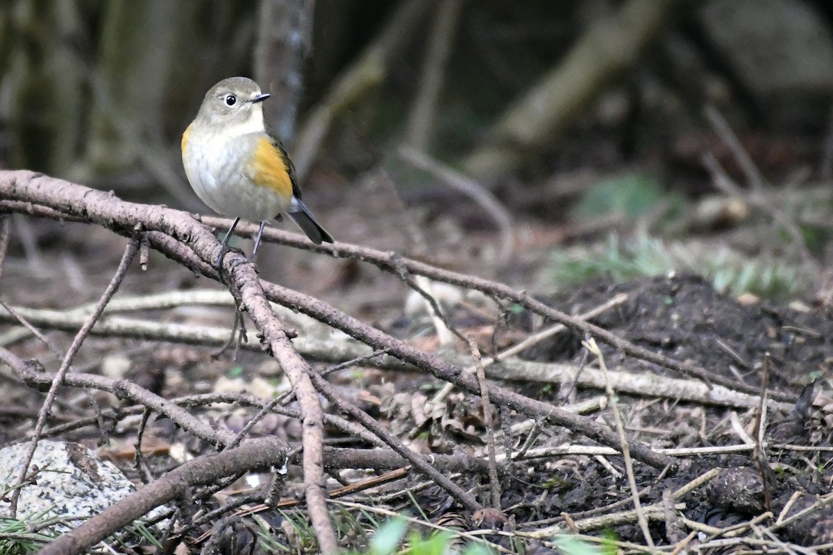 Red-flanked Bluetail - ML429728671