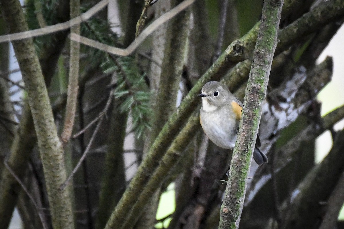 Red-flanked Bluetail - ML429728691
