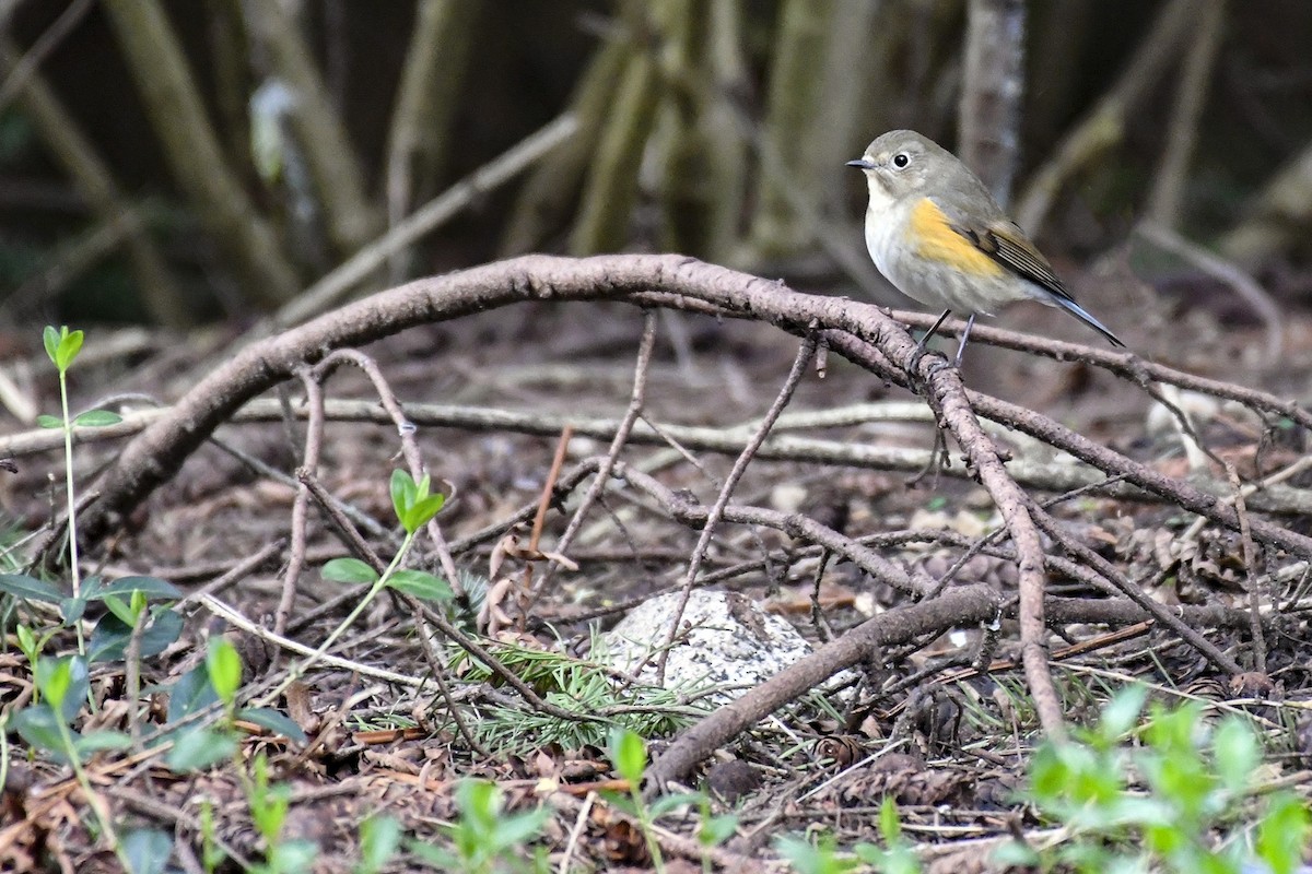 Red-flanked Bluetail - ML429728701
