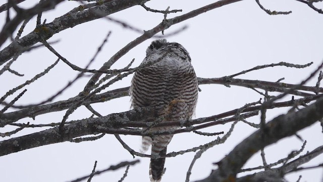 Northern Hawk Owl - ML429733871