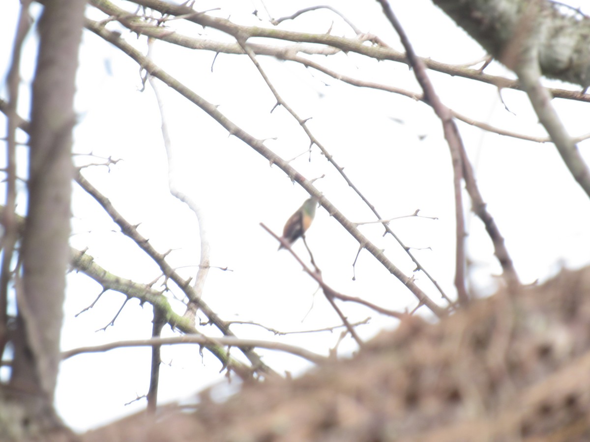 Chestnut-bellied Hummingbird - ML429737321