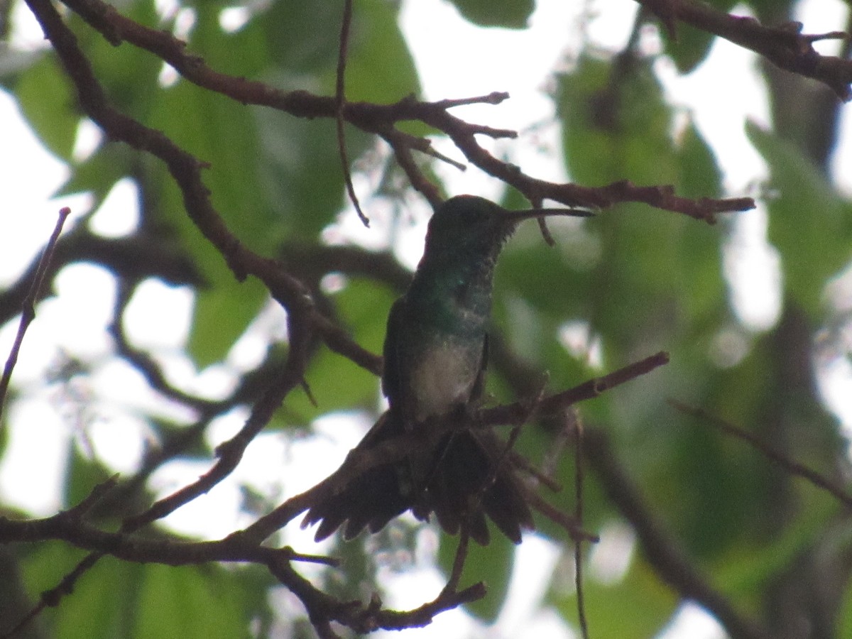 Shining-green Hummingbird - ML429747441