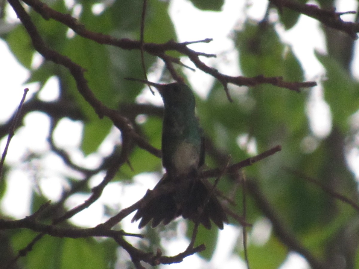 Shining-green Hummingbird - ML429747451
