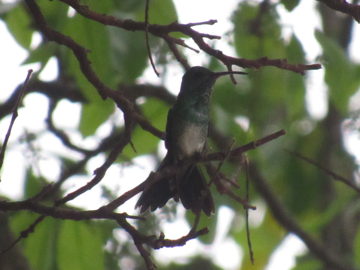 Shining-green Hummingbird - ML429747461