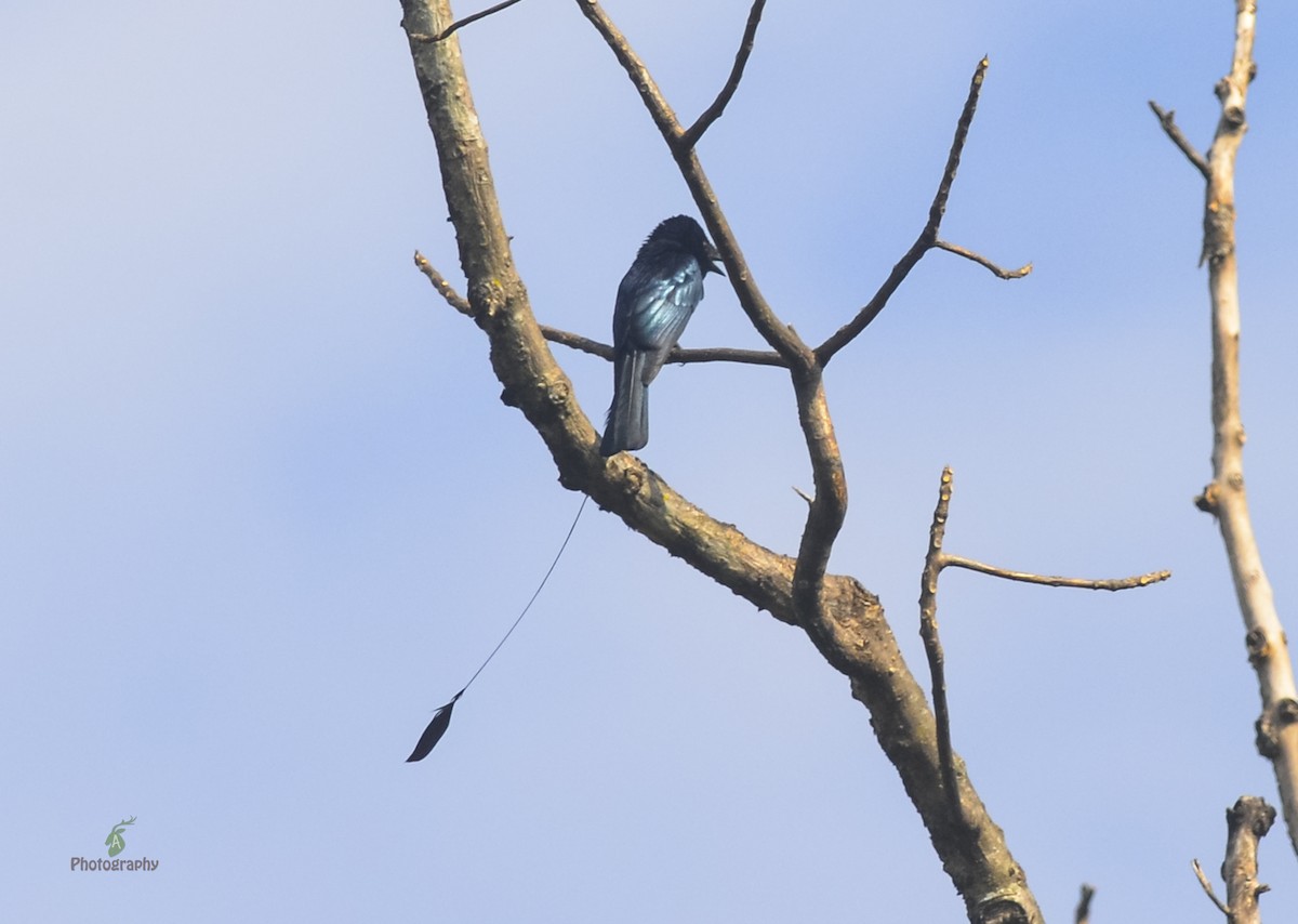 Lesser Racket-tailed Drongo - ML42975071