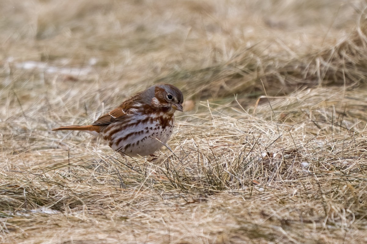 Fox Sparrow (Red) - ML429752581