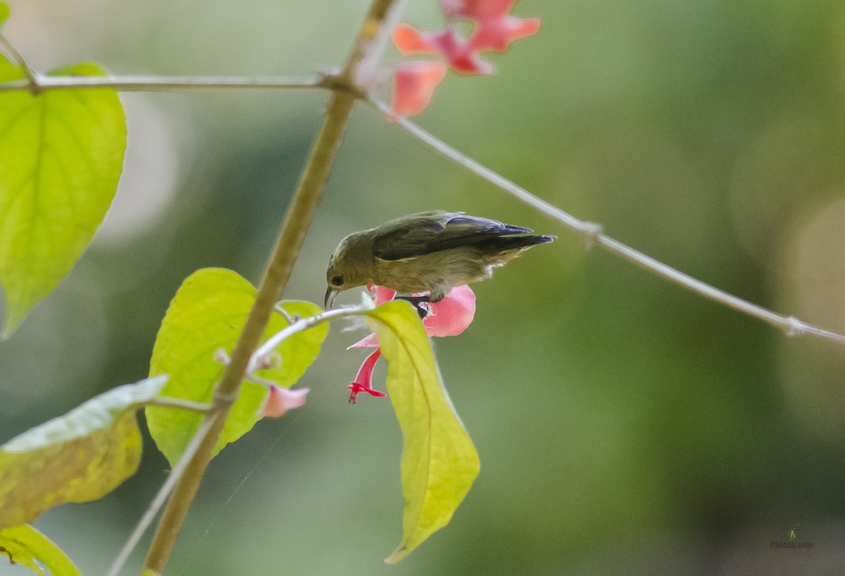 Plain Flowerpecker - Anindya Naskar