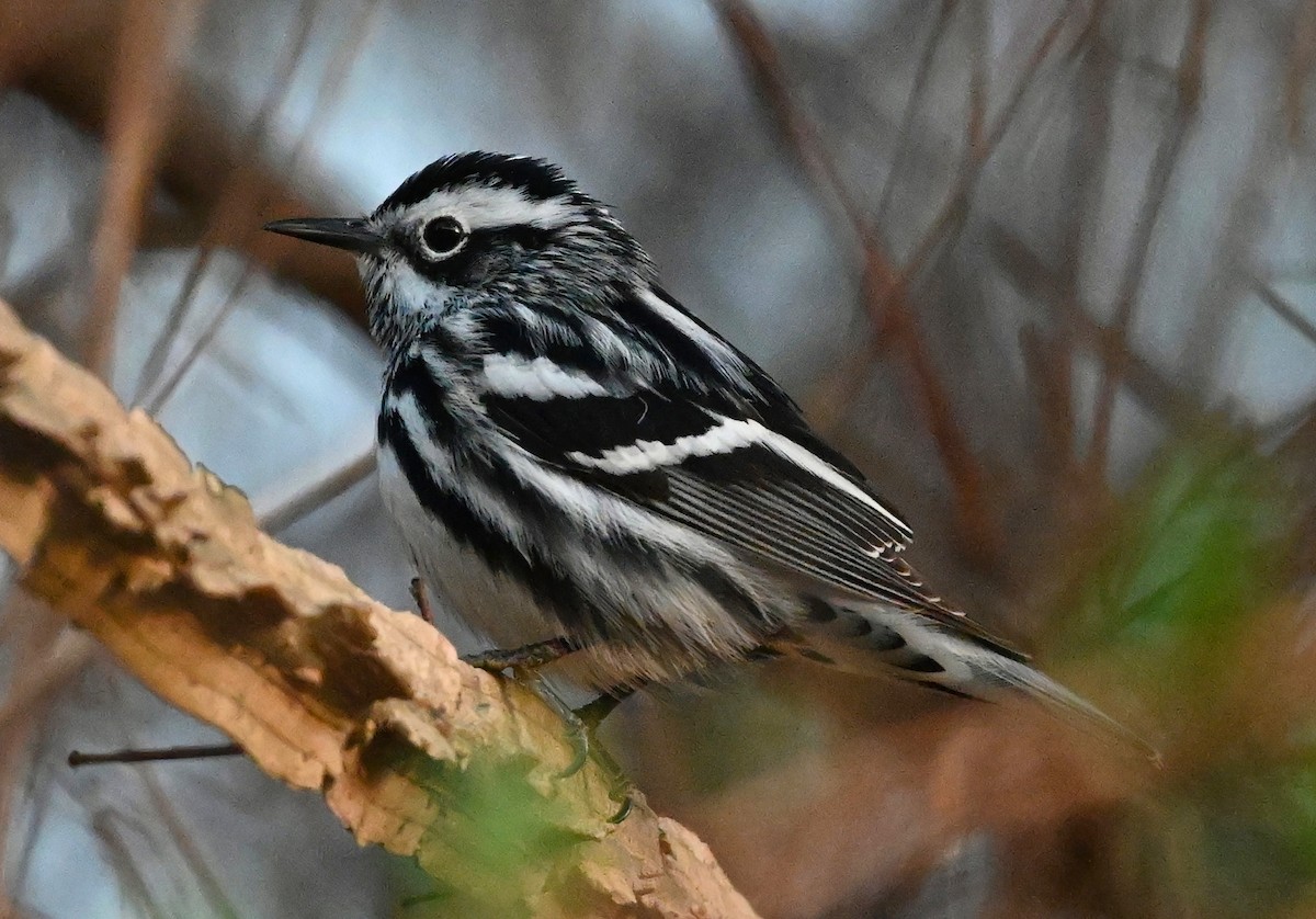 Black-and-white Warbler - ML429753781
