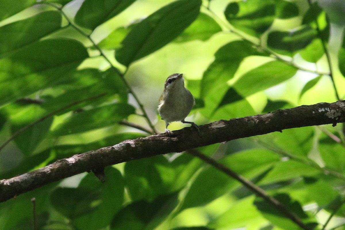 Uganda Woodland-Warbler - george parker
