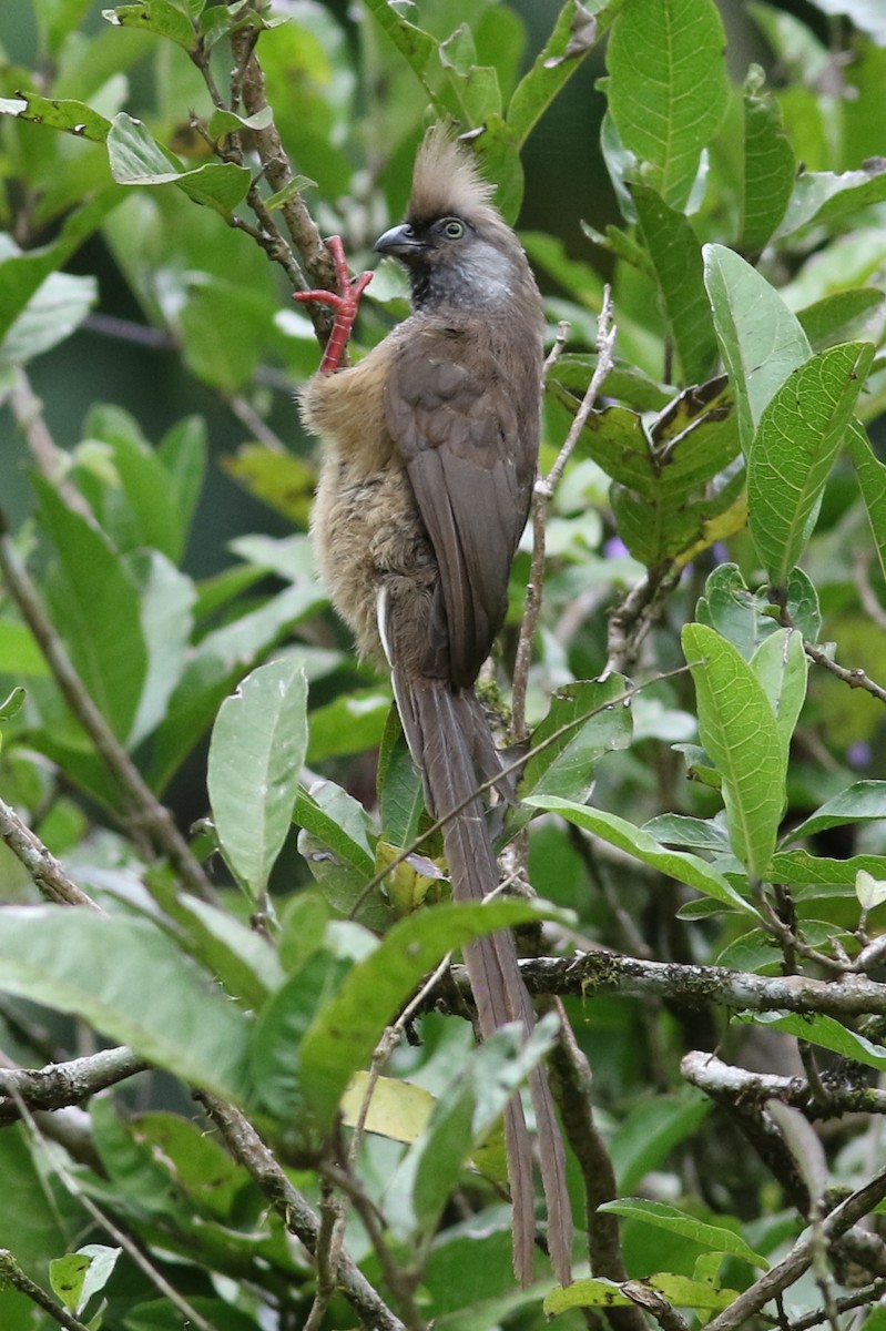 Speckled Mousebird - ML429755231