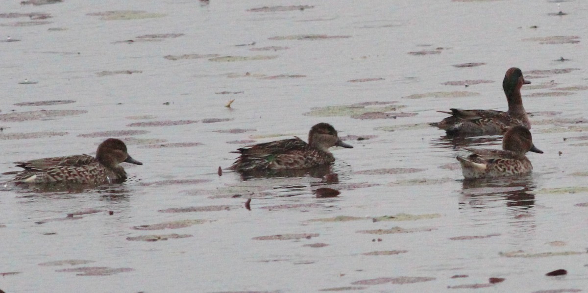 Green-winged Teal - Gary Leavens