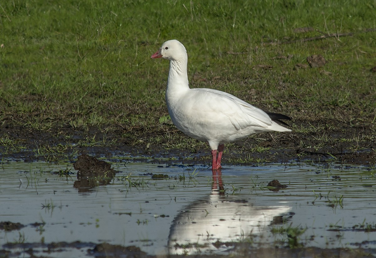 Ross's Goose - Jerry Ting