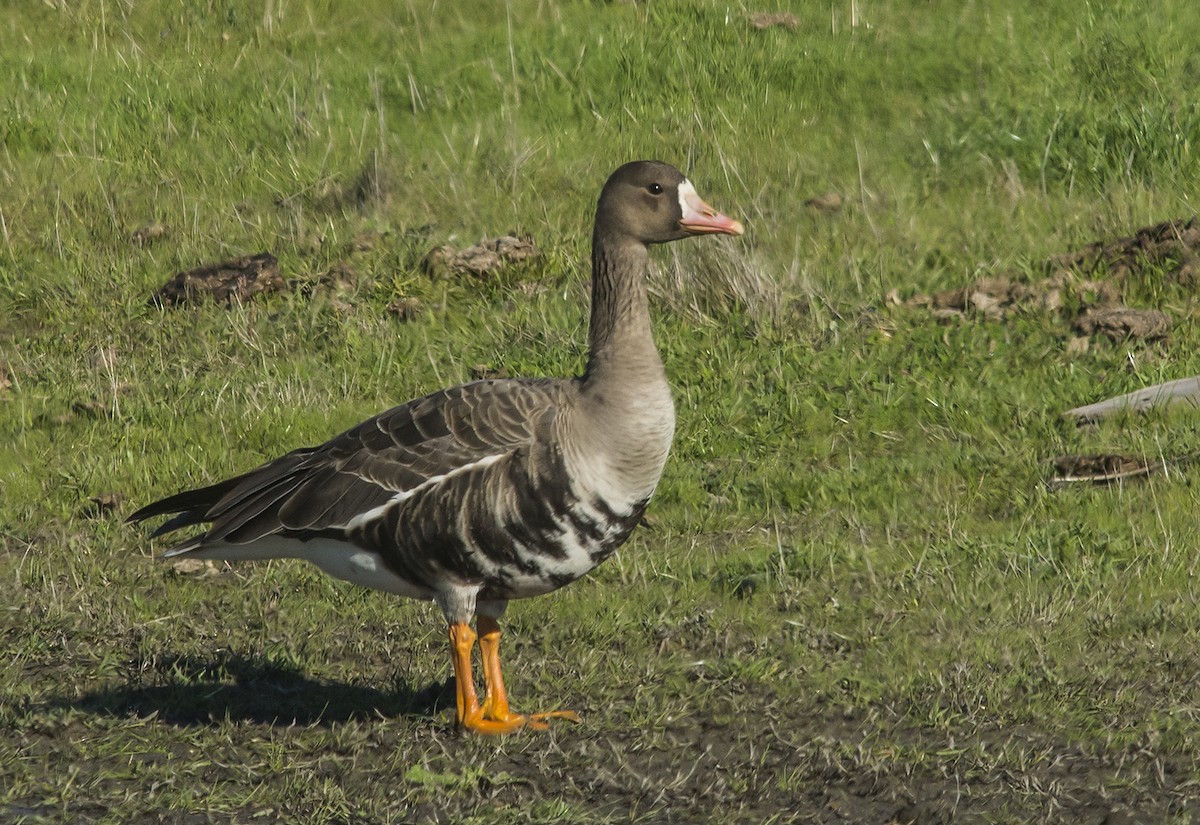 Greater White-fronted Goose - Jerry Ting