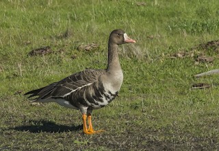 Greater White-fronted Goose, ML42977111