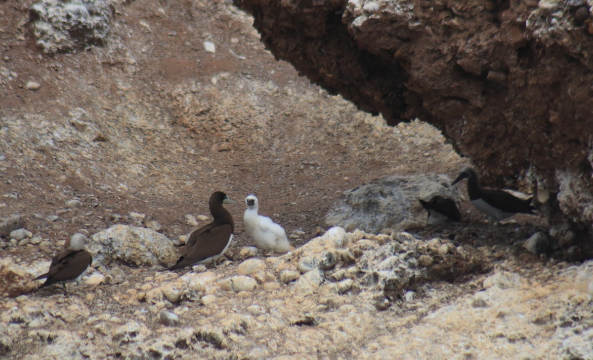 Brown Booby - ML429772641