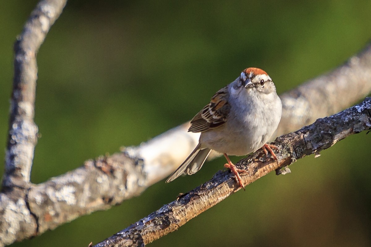 Chipping Sparrow - Thomas Barbin