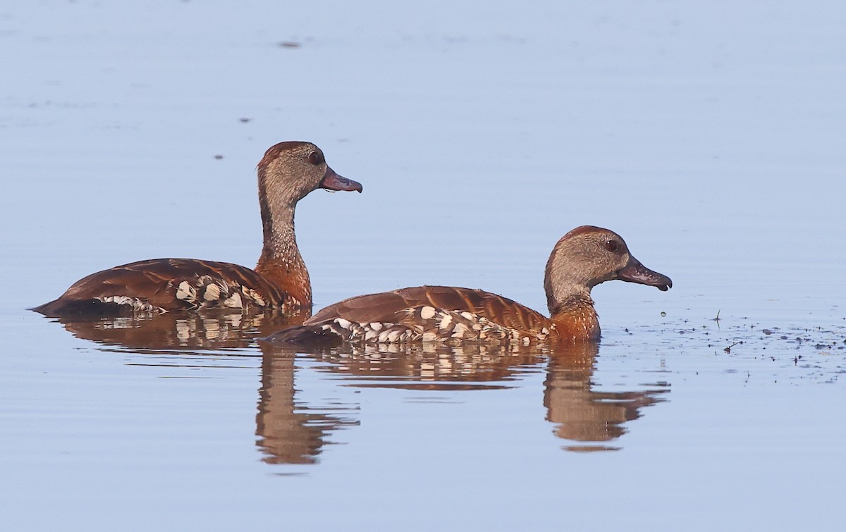 Spotted Whistling-Duck - ML429773811