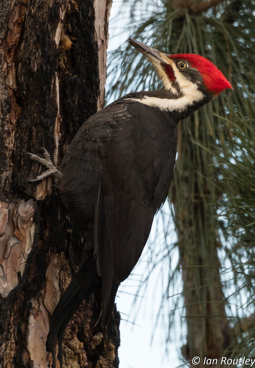 Pileated Woodpecker - Ian Routley