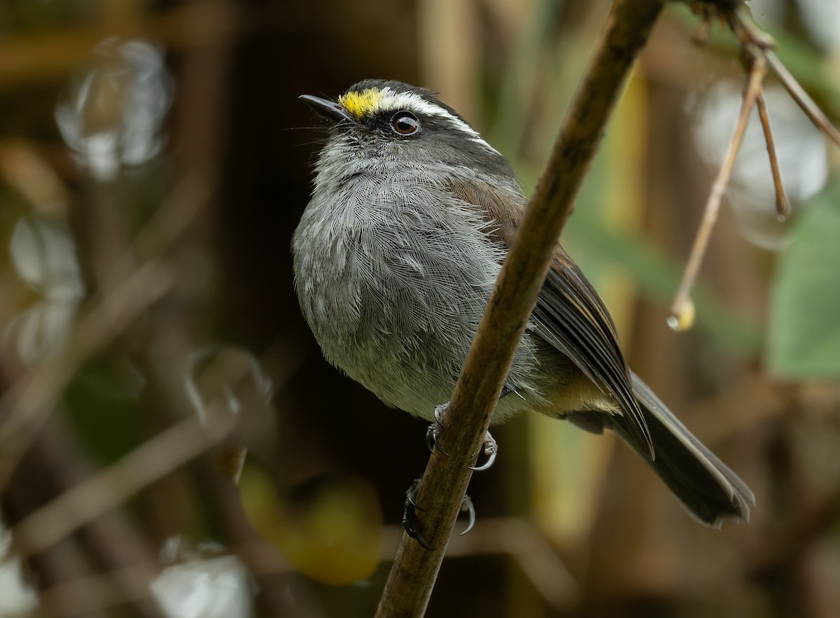 Crowned Chat-Tyrant - ML429779241