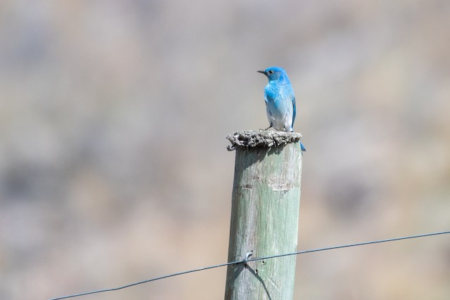 Mountain Bluebird at Vaseux Cliffs by Chris McDonald