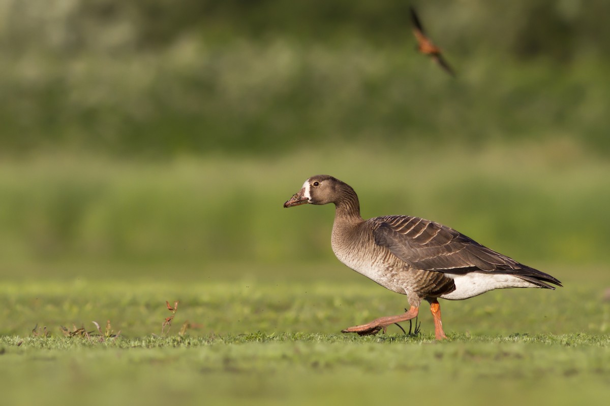 Greater White-fronted Goose - ML42978711