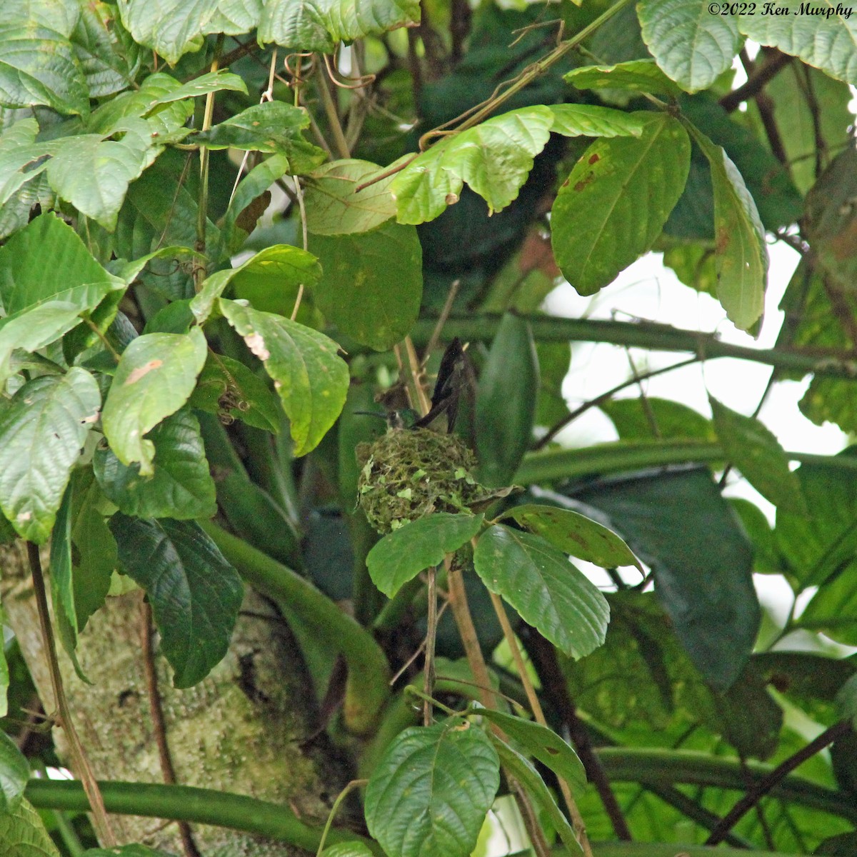 kolibřík klínoocasý (ssp. excellens) - ML429790501