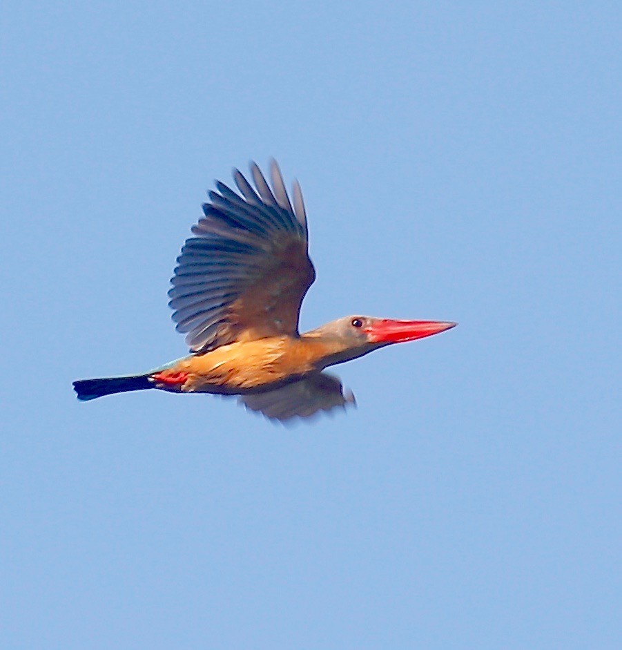 Stork-billed Kingfisher - Mark  Hogarth