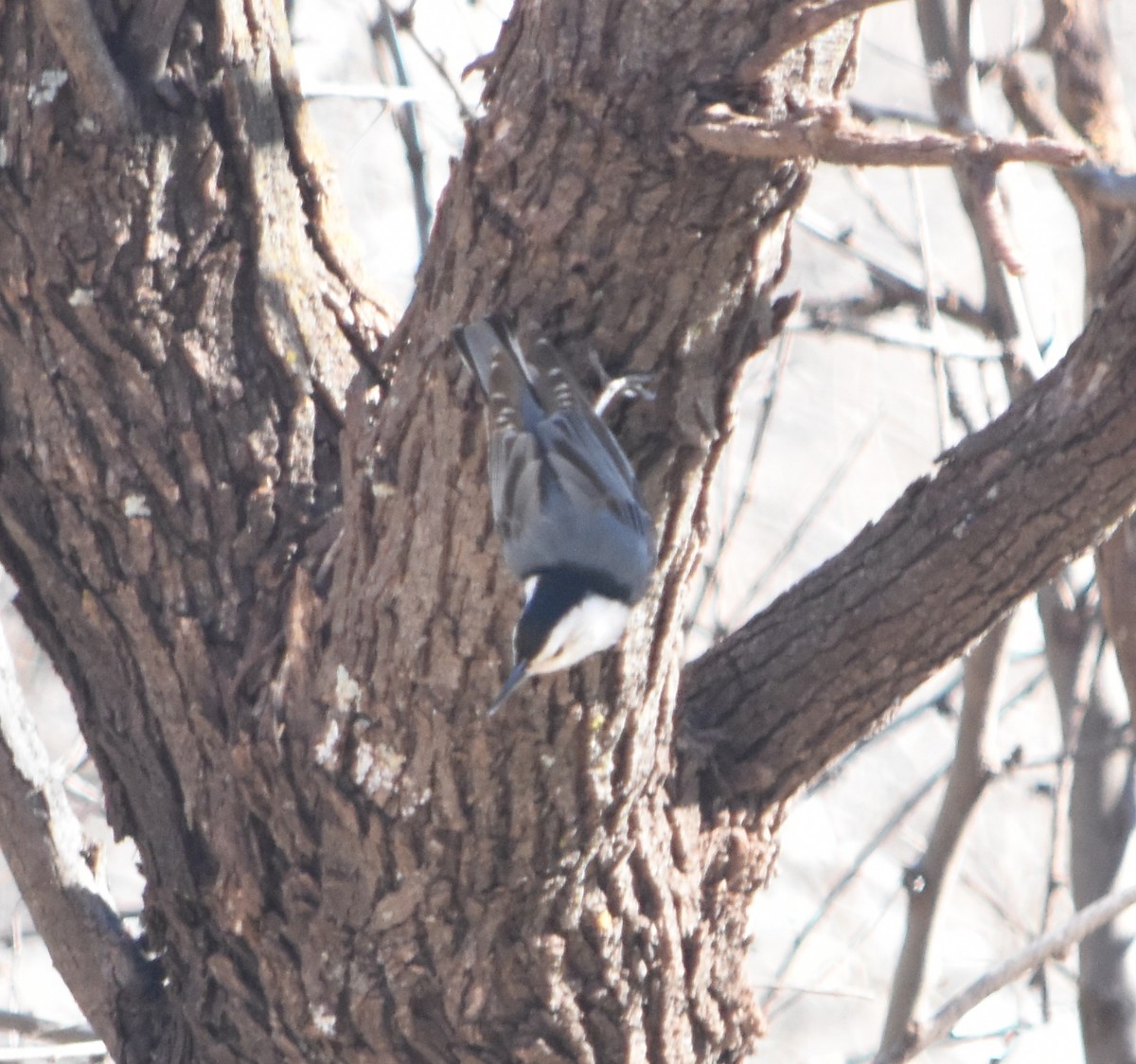 White-breasted Nuthatch - Rob Cassady