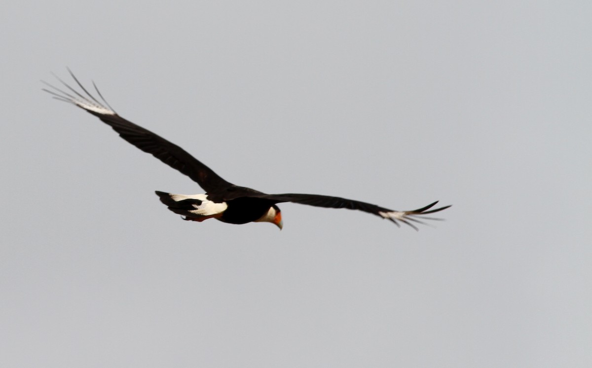 Crested Caracara (Northern) - Georges Duriaux