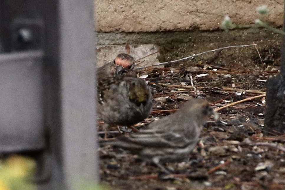 Golden-crowned Sparrow - ML429816901
