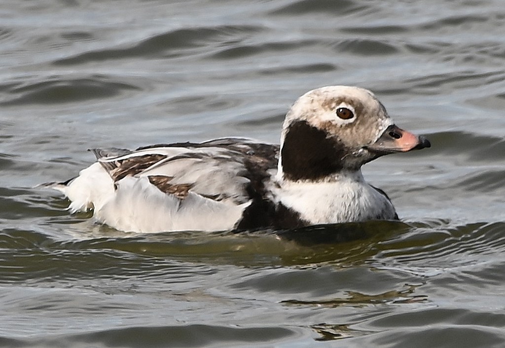 Long-tailed Duck - ML429817901